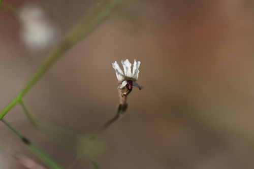 Goodenia purpurascens, 2026-06-11