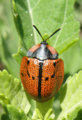 Botanochara planipennis