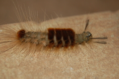 Lepidoptera