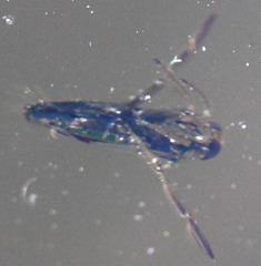 Nepomorpha