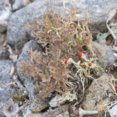 Cladonia multiformis