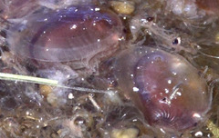 Cyzicus californicus