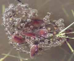 Cyzicus californicus