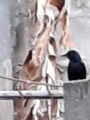 Quiscalus lugubris