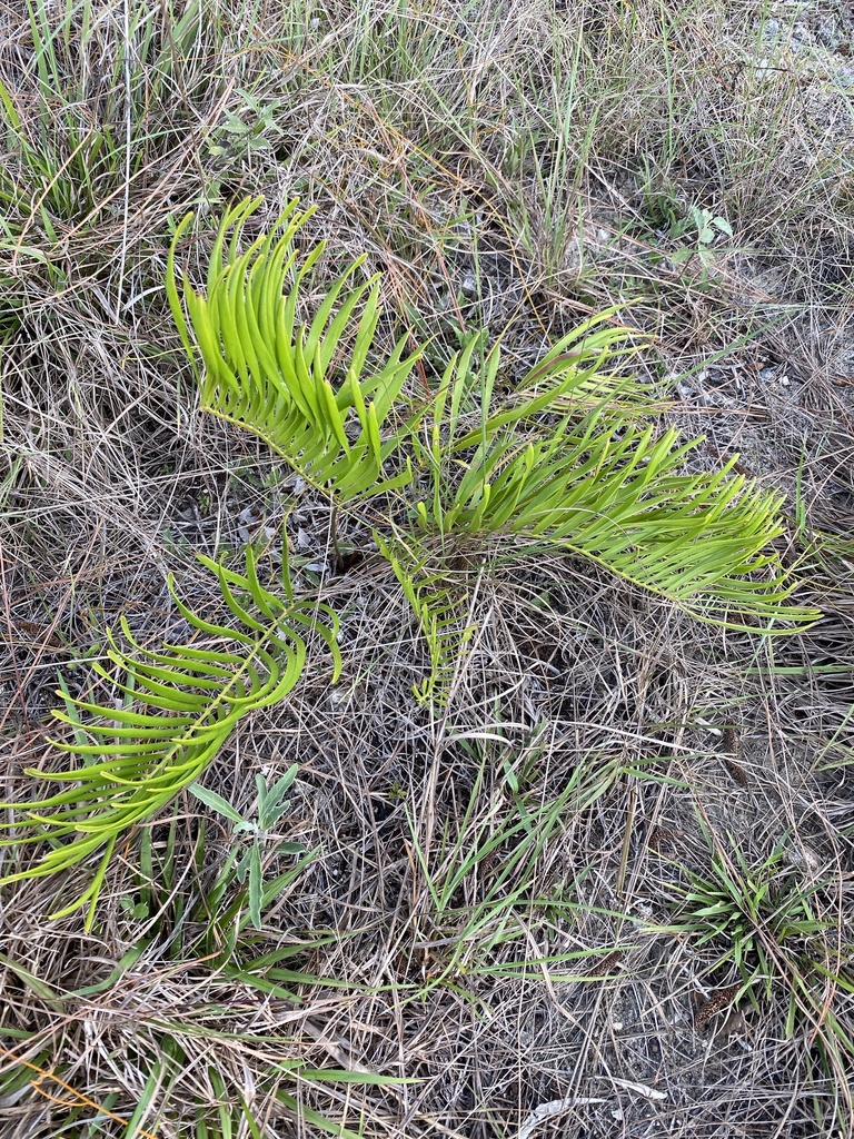 Zamia integrifolia, Miami-Dade County, US-FL, US