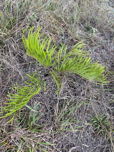 Zamia integrifolia