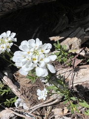 Iberis sempervirens, photograph author not stated, no rights reserved