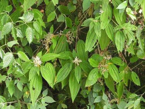 Miconia subseriata, photograph 3