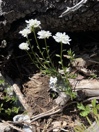 Iberis sempervirens, photograph 6