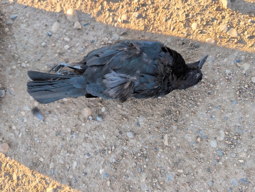 Brewer's Blackbird