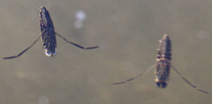 Nepomorpha