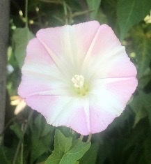 iNaturalist observation photo of false bindweeds