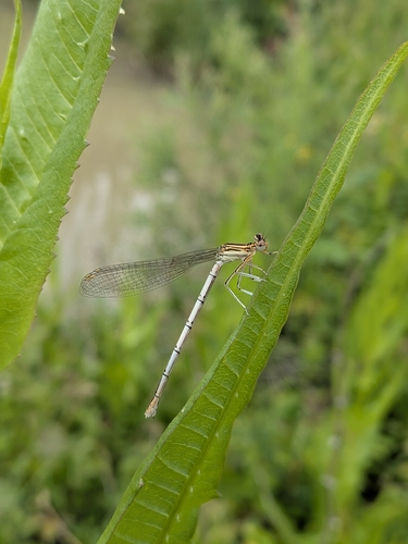 Blue Featherleg