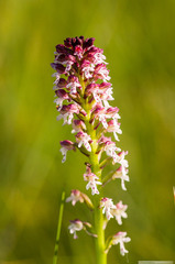 Neotinea ustulata ustulata