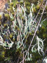 Cladonia glebosa