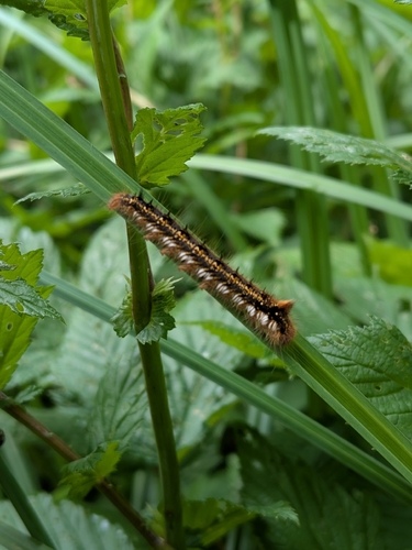 Drinker Moth