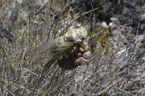 Common Cicada