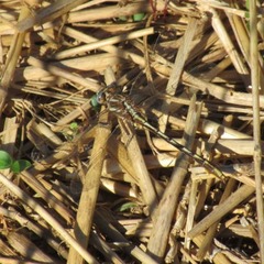 Gomphidae