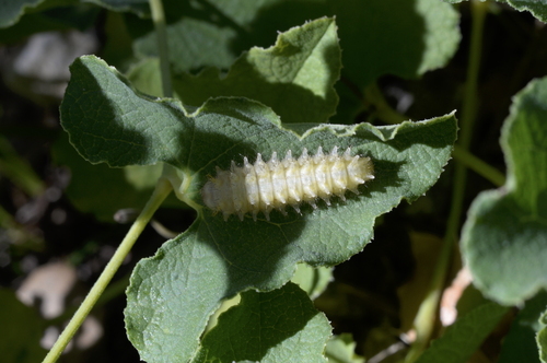 Spanish Festoon