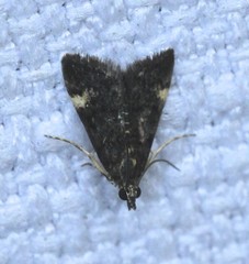 Heliothela ophideresana