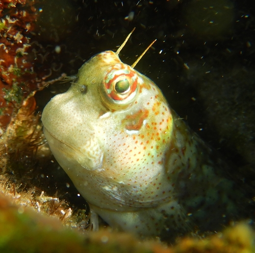 Blenniella periophthalmus observed 2026-05-16