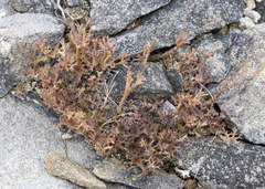 Cladonia multiformis