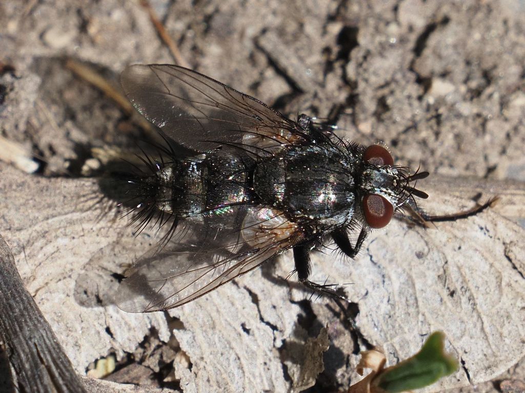 Cyrtophleba ruricola