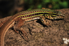 Aspidoscelis costatus occidentalis