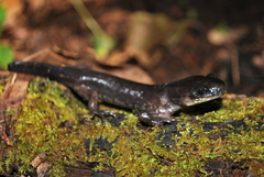 Ambystoma flavipiperatum