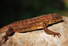 Sceloporus scalaris