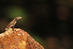 Sceloporus utiformis