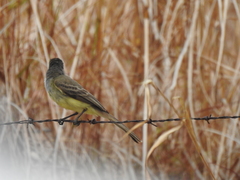 Myiarchus panamensis