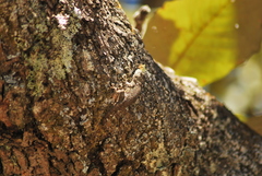 Sceloporus asper
