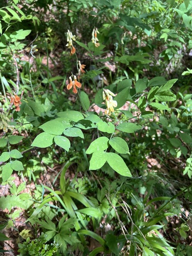 Lathyrus laevigatus, photograph 4