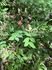 Lathyrus laevigatus, photograph author not stated, no rights reserved
