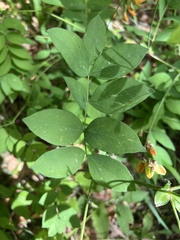 Lathyrus laevigatus, photograph author not stated, no rights reserved