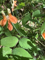 Lathyrus laevigatus, photograph author not stated, no rights reserved