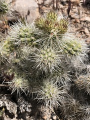 Cylindropuntia multigeniculata