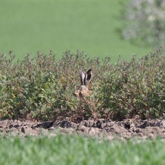 Lepus europaeus