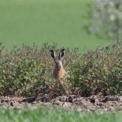 Lepus europaeus