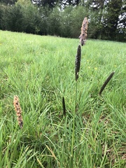 Alopecurus pratensis