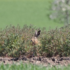 Lepus europaeus