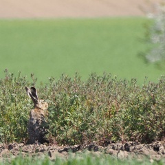 Lepus europaeus