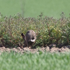Lepus europaeus