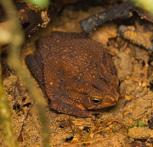 Ingerophrynus quadriporcatus, 2026-06-15