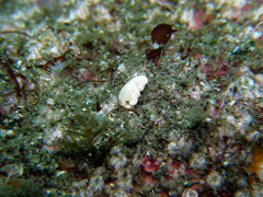 Dermatobranchus primus