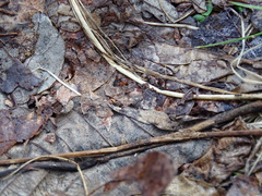 Paederus littorarius