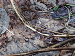 Paederus littorarius