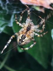 Araneus diadematus
