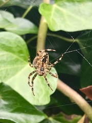 Araneus diadematus